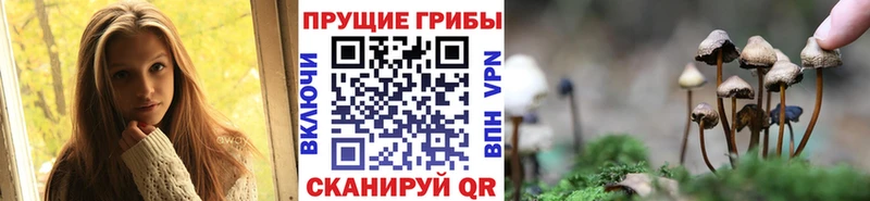 omg   Новошахтинск  Галлюциногенные грибы Magic Shrooms  как найти закладки 